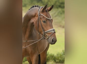 Hannoveraner, Wallach, 4 Jahre, 164 cm, Dunkelbrauner