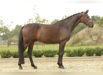 Hannoveraner, Wallach, 4 Jahre, 164 cm, Dunkelbrauner