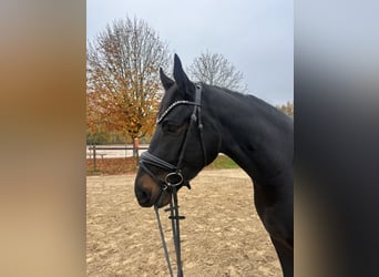 Hannoveraner, Wallach, 4 Jahre, 164 cm, Dunkelbrauner