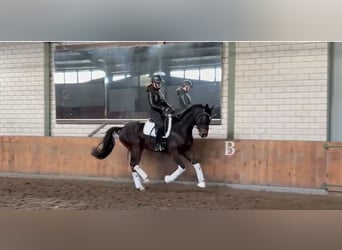 Hannoveraner, Wallach, 4 Jahre, 164 cm, Dunkelbrauner