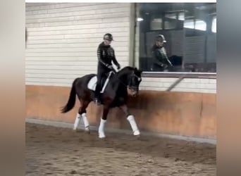 Hannoveraner, Wallach, 4 Jahre, 164 cm, Dunkelbrauner