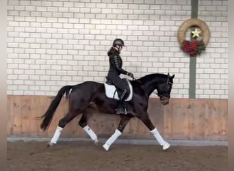 Hannoveraner, Wallach, 4 Jahre, 164 cm, Dunkelbrauner