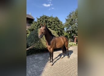 Hannoveraner, Wallach, 4 Jahre, 164 cm, Dunkelbrauner