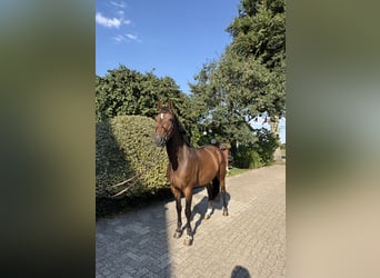 Hannoveraner, Wallach, 4 Jahre, 164 cm, Dunkelbrauner
