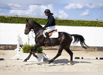 Hannoveraner, Wallach, 4 Jahre, 164 cm, Dunkelbrauner