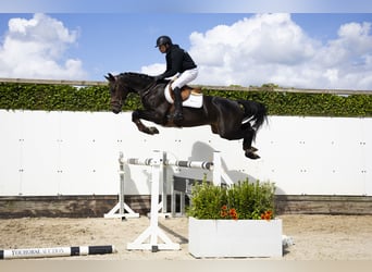 Hannoveraner, Wallach, 4 Jahre, 164 cm, Dunkelbrauner