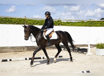 Hannoveraner, Wallach, 4 Jahre, 164 cm, Dunkelbrauner