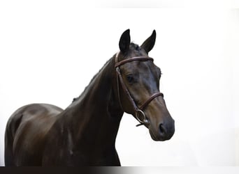 Hannoveraner, Wallach, 4 Jahre, 164 cm, Dunkelbrauner