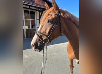 Hannoveraner, Wallach, 4 Jahre, 164 cm, Fuchs