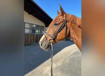Hannoveraner, Wallach, 4 Jahre, 164 cm, Fuchs