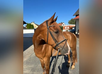Hannoveraner, Wallach, 4 Jahre, 164 cm, Fuchs