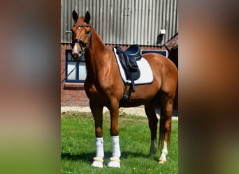 Hannoveraner, Wallach, 4 Jahre, 164 cm, Fuchs