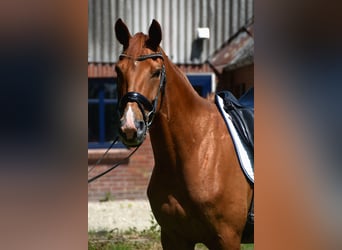 Hannoveraner, Wallach, 4 Jahre, 164 cm, Fuchs