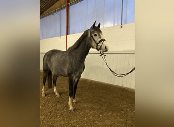 Hannoveraner, Wallach, 4 Jahre, 164 cm, Rappschimmel