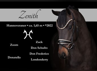 Hannoveraner, Wallach, 4 Jahre, 164 cm, Schwarzbrauner