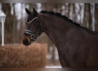 Hannoveraner, Wallach, 4 Jahre, 164 cm, Schwarzbrauner