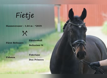 Hannoveraner, Wallach, 4 Jahre, 164 cm, Schwarzbrauner