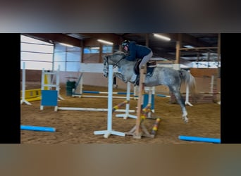 Hannoveraner, Wallach, 4 Jahre, 164 cm