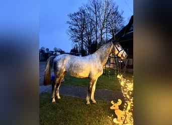 Hannoveraner, Wallach, 4 Jahre, 164 cm