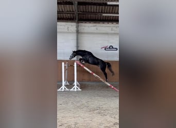 Hannoveraner, Wallach, 4 Jahre, 165 cm, Apfelschimmel