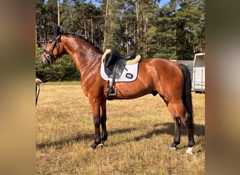 Hannoveraner, Wallach, 4 Jahre, 165 cm, Brauner