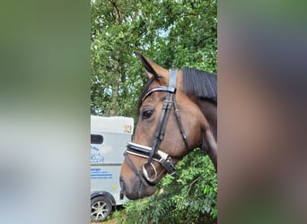 Hannoveraner, Wallach, 4 Jahre, 165 cm, Dunkelbrauner
