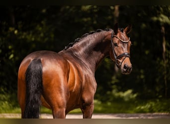 Hannoveraner, Wallach, 4 Jahre, 165 cm, Dunkelbrauner