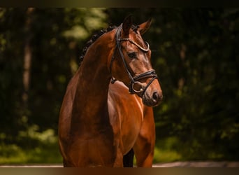 Hannoveraner, Wallach, 4 Jahre, 165 cm, Dunkelbrauner