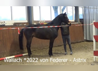 Hannoveraner, Wallach, 4 Jahre, 165 cm, Dunkelbrauner