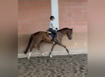 Hannoveraner, Wallach, 4 Jahre, 165 cm, Fuchs