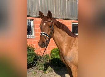 Hannoveraner, Wallach, 4 Jahre, 165 cm, Fuchs