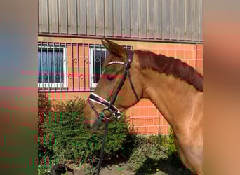 Hannoveraner, Wallach, 4 Jahre, 165 cm, Fuchs