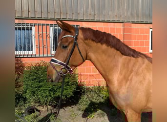 Hannoveraner, Wallach, 4 Jahre, 165 cm, Fuchs