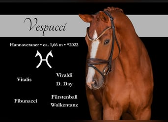 Hannoveraner, Wallach, 4 Jahre, 165 cm, Fuchs