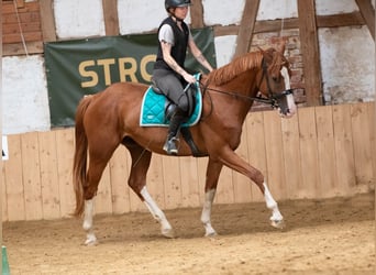 Hannoveraner, Wallach, 4 Jahre, 165 cm, Fuchs