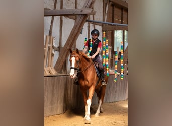 Hannoveraner, Wallach, 4 Jahre, 165 cm, Fuchs