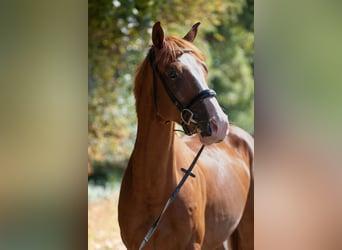 Hannoveraner, Wallach, 4 Jahre, 165 cm, Fuchs