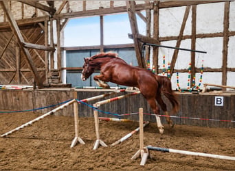 Hannoveraner, Wallach, 4 Jahre, 165 cm, Fuchs