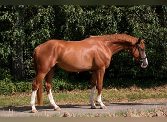 Hannoveraner, Wallach, 4 Jahre, 165 cm, Fuchs