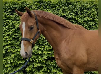 Hannoveraner, Wallach, 4 Jahre, 165 cm, Fuchs