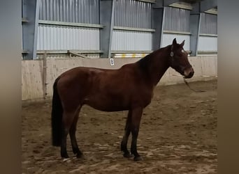 Hannoveraner, Wallach, 4 Jahre, 165 cm, Hellbrauner