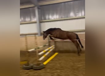 Hannoveraner, Wallach, 4 Jahre, 165 cm, Hellbrauner