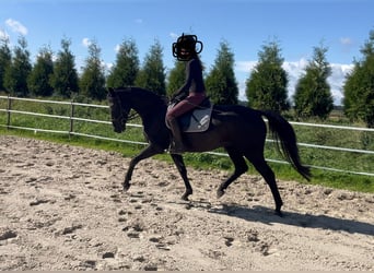 Hannoveraner, Wallach, 4 Jahre, 165 cm, Rappe