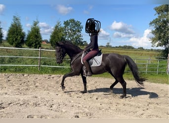 Hannoveraner, Wallach, 4 Jahre, 165 cm, Rappe