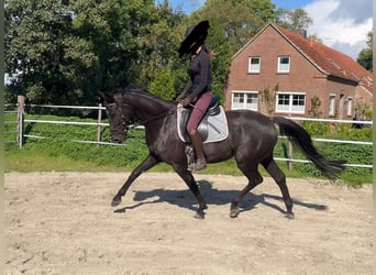 Hannoveraner, Wallach, 4 Jahre, 165 cm, Rappe