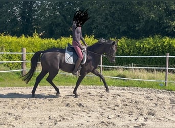 Hannoveraner, Wallach, 4 Jahre, 165 cm, Rappe