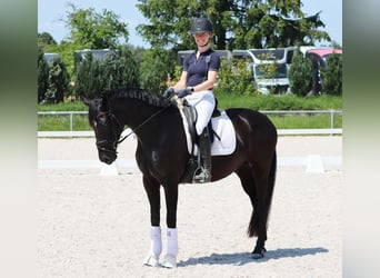 Hannoveraner, Wallach, 4 Jahre, 165 cm, Rappe