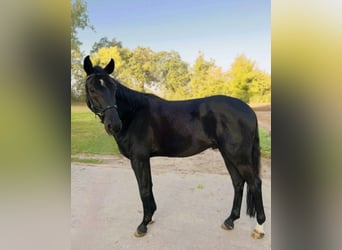 Hannoveraner, Wallach, 4 Jahre, 165 cm, Rappe