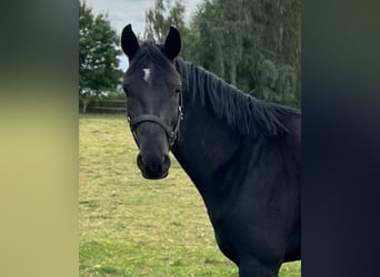 Hannoveraner, Wallach, 4 Jahre, 165 cm, Rappe