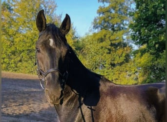 Hannoveraner, Wallach, 4 Jahre, 165 cm, Rappe